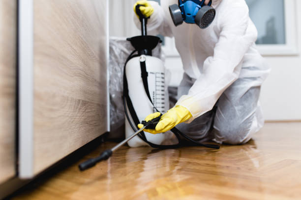 Wasp Removal Services in Wardsville, MO