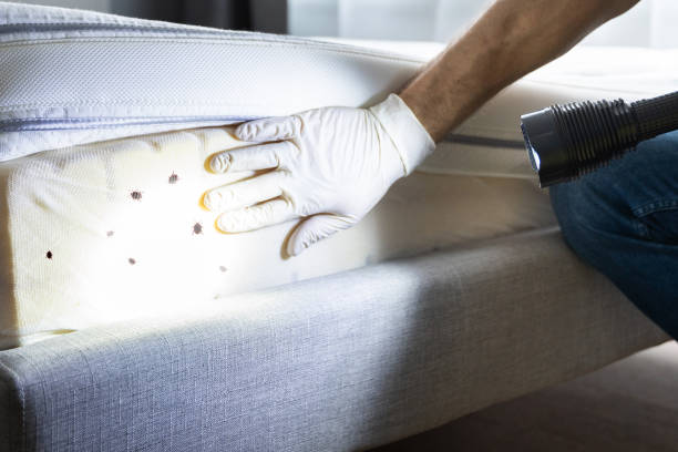 Best Rat Extermination Near Me  in Wardsville, MO