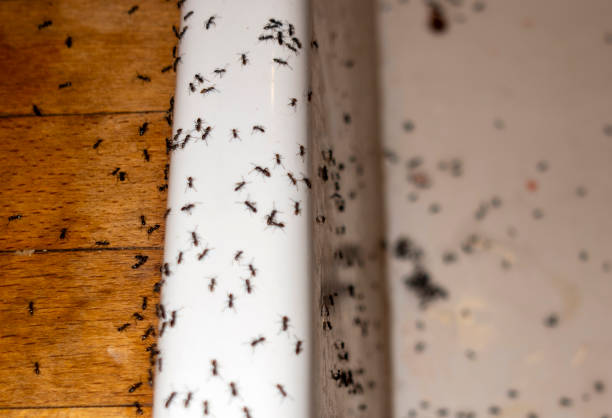 Best Pest Control Near Me in Wardsville, MO