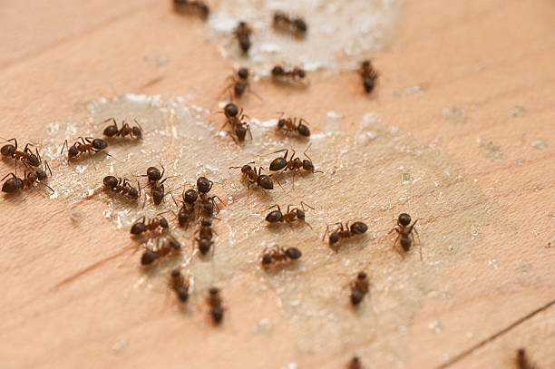 Reliable Wardsville, MO Pest Control Solutions