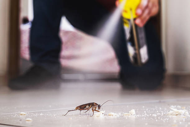 Best Affordable Pest Control Services  in Wardsville, MO