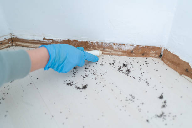 Best Termite Control Services  in Wardsville, MO