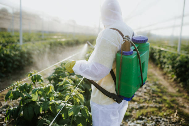 Best Bed Bug Extermination  in Wardsville, MO